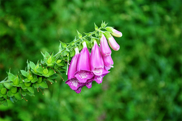 Soorten medicinale verbindingen met digitalis