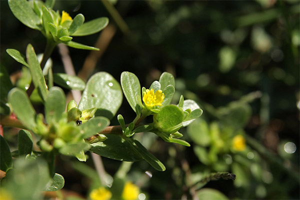 Typer af medicinske forbindelser med purslane