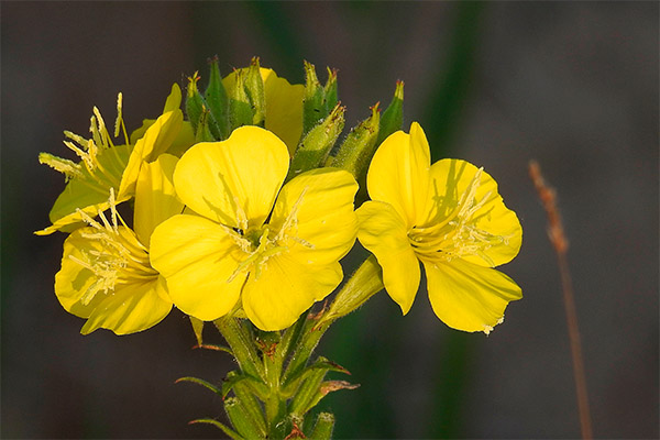 Jenis sebatian penyembuhan dengan primrose petang