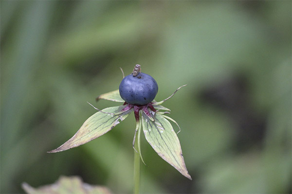 Oeil de corbeau