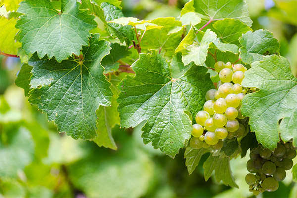 Quels sont les bienfaits des feuilles de vigne