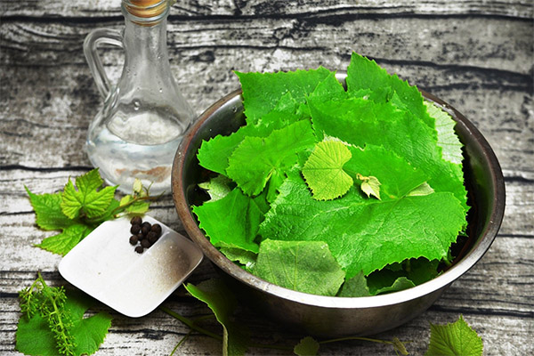 Comment mariner les feuilles de vigne