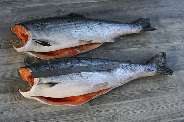 Cum să alegi și să păstrezi somonul coho