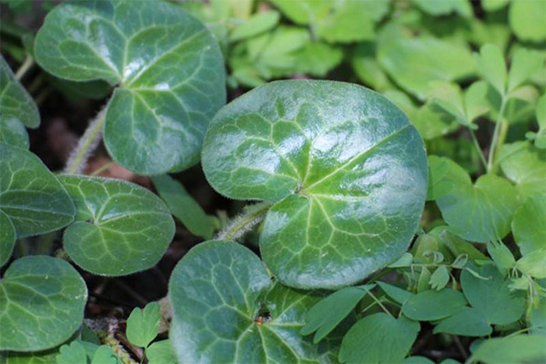 Medicinale eigenschappen van Clefthoof