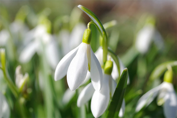 Snowdrops helbredende egenskaber