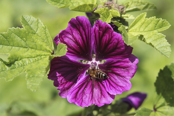 Bosque malva en cocina