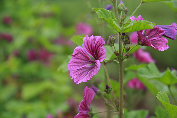 Mauve des forêts en médecine populaire