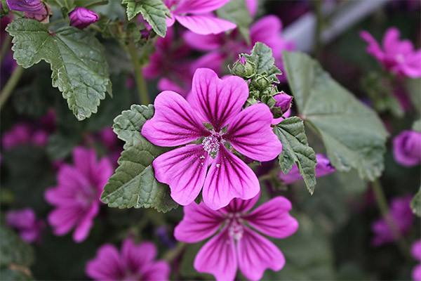 Mallow forest