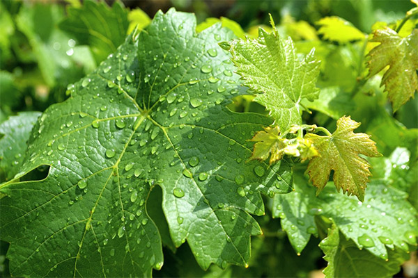 Peut-on donner aux lapins des feuilles de vigne