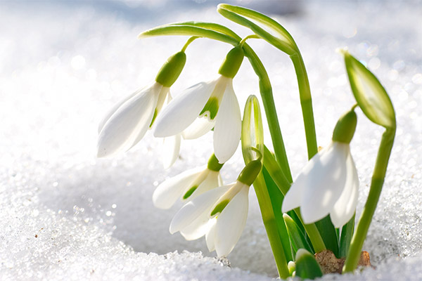 Snowdrop في الطب الشعبي