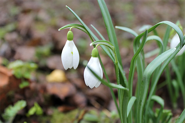 Snowdrop