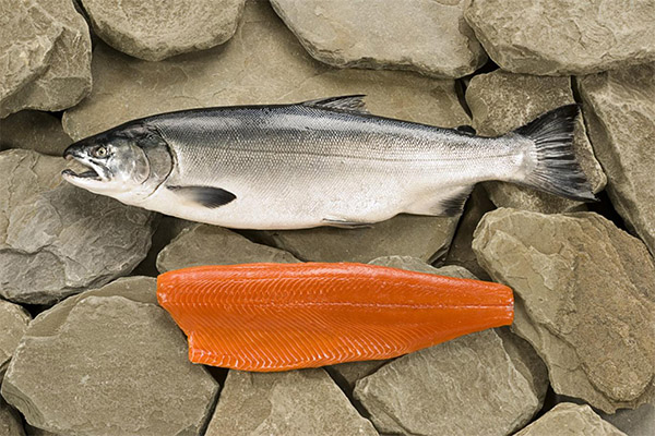 Los beneficios y daños del salmón coho