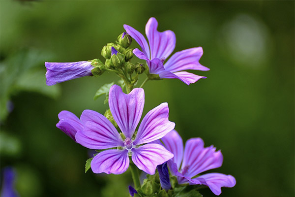 Contraindications to the use of mallow forest