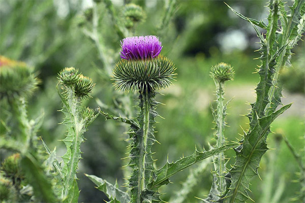 Spiny tatarnik u narodnoj medicini