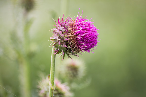 Spiny Tatarnik